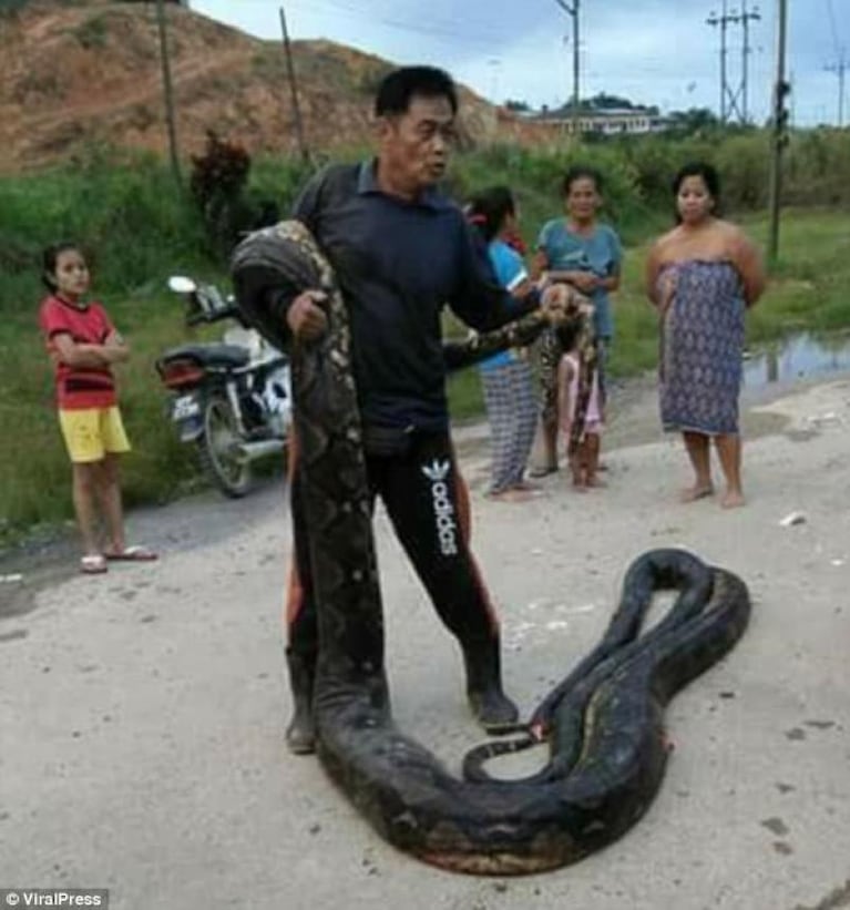 Mataron a una pitón y le dieron de comer a todo el pueblo