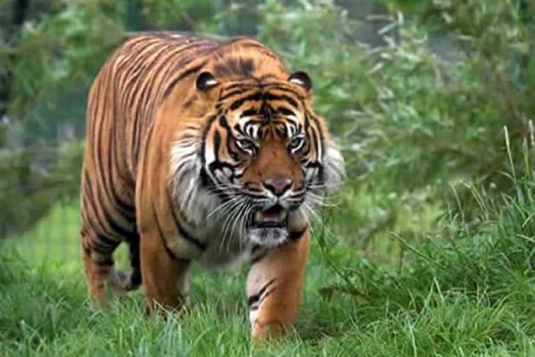 Mataron con lanzas a un tigre bajo una insólita creencia 