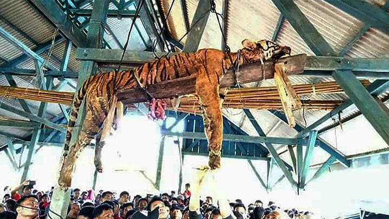 Mataron con lanzas a un tigre bajo una insólita creencia 