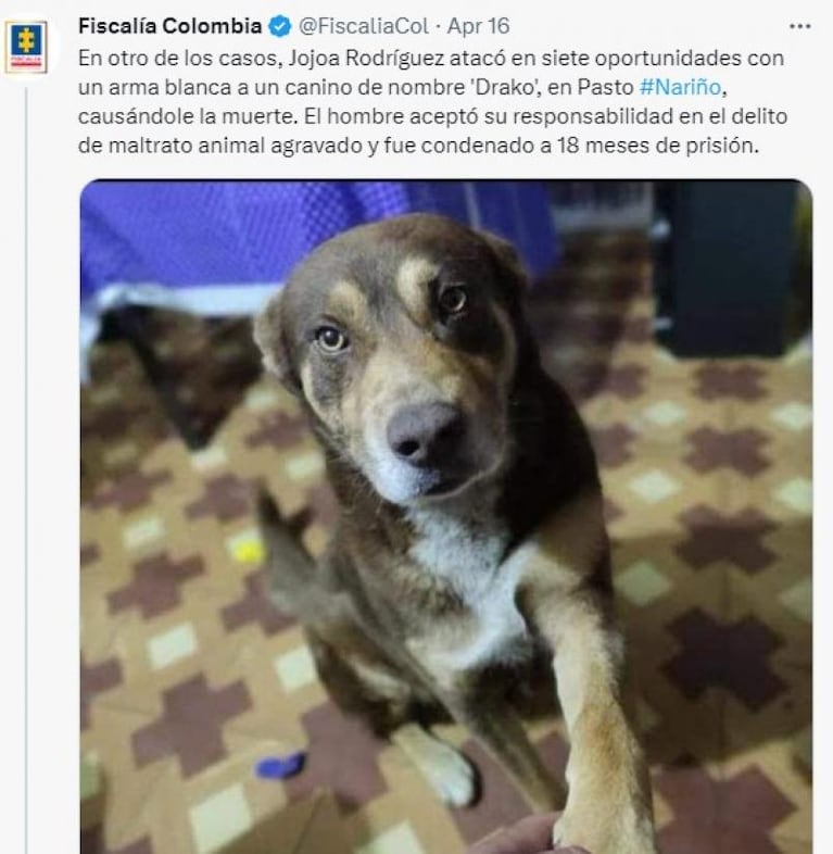 Mató a puñaladas a un perro y fue condenado a 18 meses de cárcel