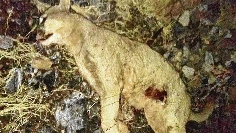 Mató a puñaladas a un puma para salvar su perro y su ganado
