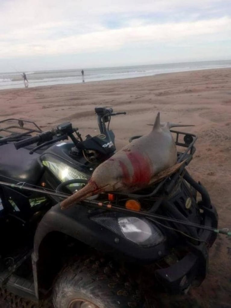 Mató a un delfín, lo paseó en su cuatriciclo y se lo comió