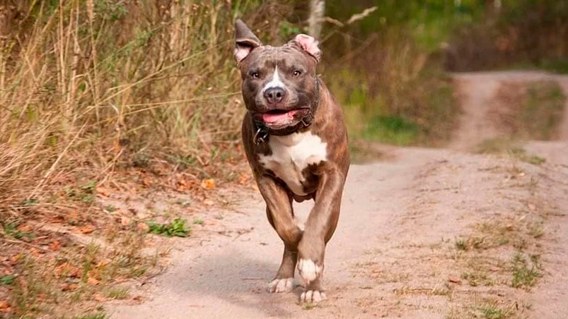 Mató a un pitbull que había atacado a su perro salchicha.