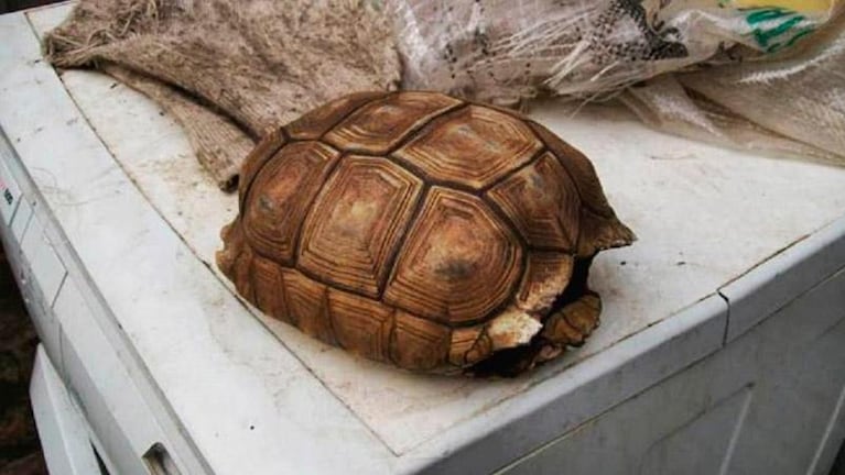 Mató a una tortuga para quedarse con el caparazón