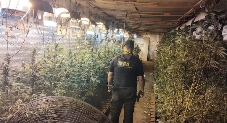 Megavivero de marihuana en Córdoba