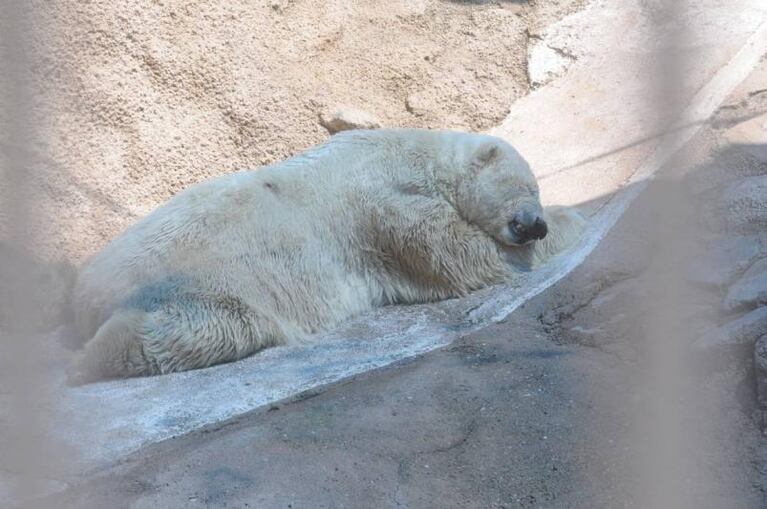 Mendoza: el oso Arturo está grave