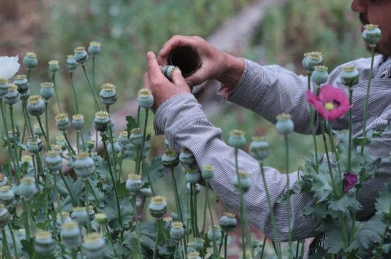 México: el nuevo productor de heroína del mundo