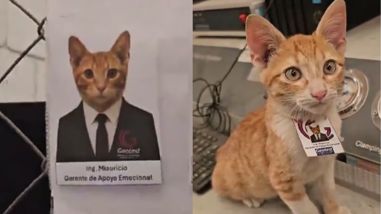 Miauricio, el gato gerente, se ganó el corazón de toda la oficina y de miles en las redes.