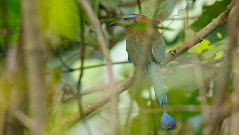 mielero verde colombia