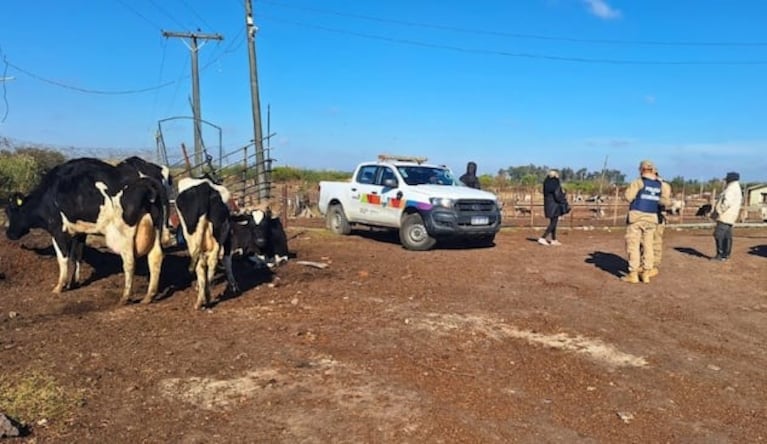 Miles de kilos de carne y cientos de animales: así era el matadero clandestino que cerraron en Córdoba