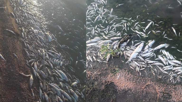 Miles de peces aparecieron muertos en las orillas del dique de Cruz del Eje.