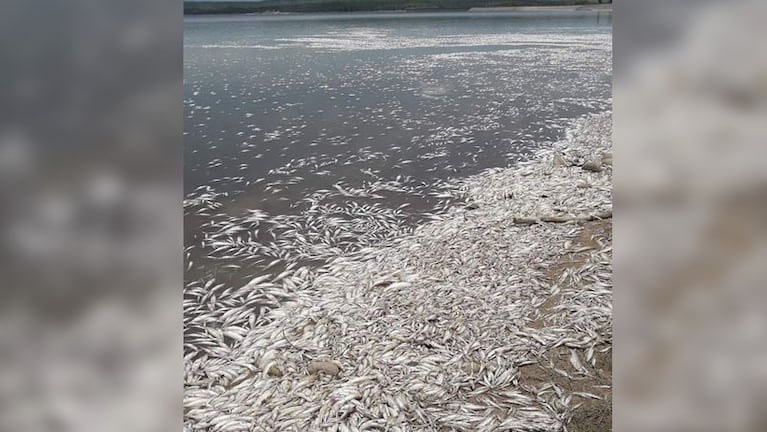 Miles y miles de peces muertos y mucha preocupación en la localidad. 