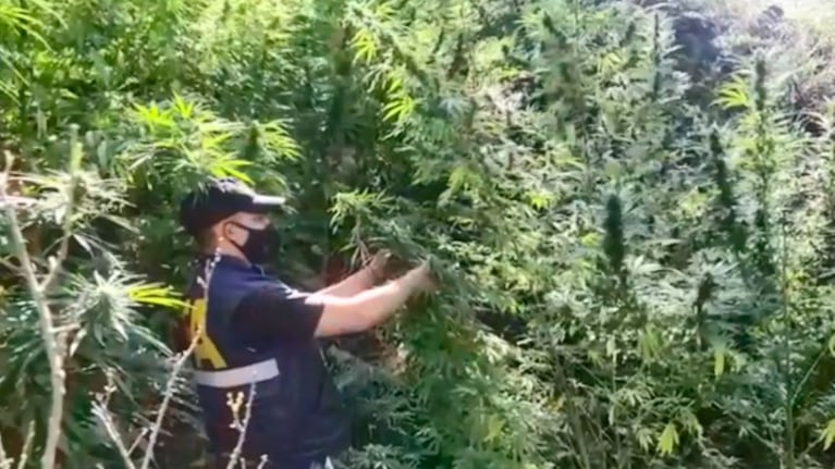 Millonario secuestro de cannabis por parte de la Policía Federal en Córdoba.