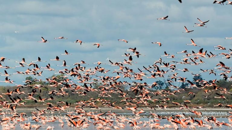 Miramar de Ansenuza, la reserva natural cordobesa que se convertirá en Parque Nacional