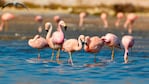 Miramar de Ansenuza se convertirá en Parque y Reserva Nacional. Foto: Matías Michelutti.