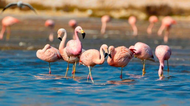 Miramar de Ansenuza se convertirá en Parque y Reserva Nacional. Foto: Matías Michelutti.