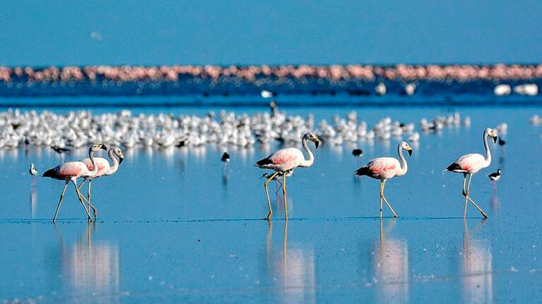 Miramar de Ansenuza se convirtió en Parque y Reserva Nacional.