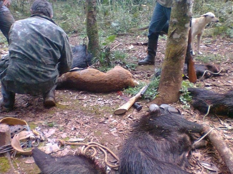 Misiones: mataron a un yaguareté que estaba monitoreado