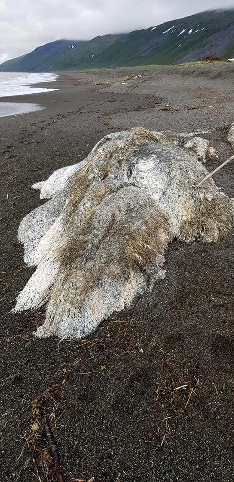 Misterio en la costa por un “monstruo peludo"