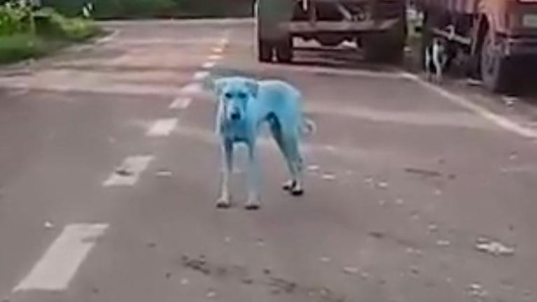 Misterio en la India: perros callejeros se volvieron azules 