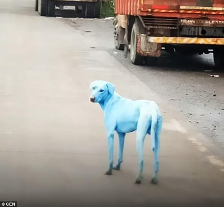 Misterio en la India: perros callejeros se volvieron azules 