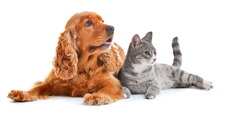 Mito o realidad: cuáles son los síntomas para saber si tus mascotas tienen moquillo y cuán peligroso es