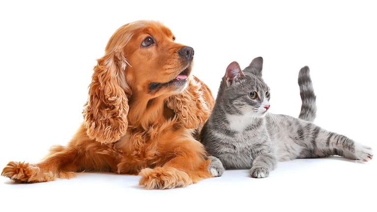 Mito o realidad: cuáles son los síntomas para saber si tus mascotas tienen moquillo y cuán peligroso es