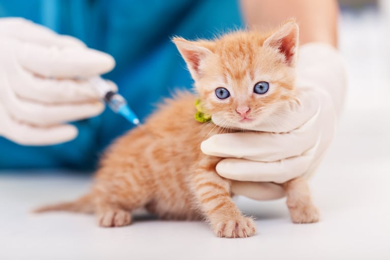 Mito o realidad: cuáles son los síntomas para saber si tus mascotas tienen moquillo y cuán peligroso es