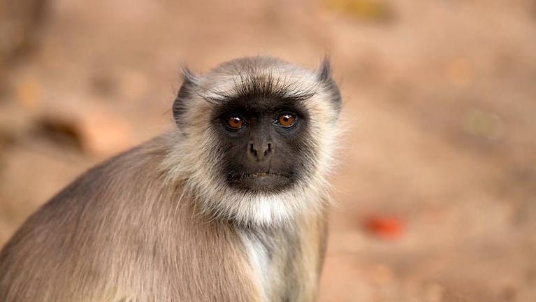 Monos atacaron y mataron a un nene de 10 años y no los pueden atrapar