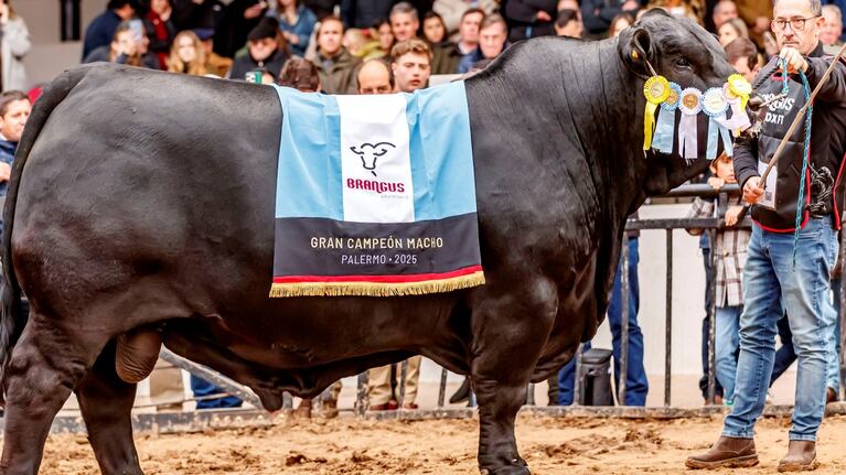 Morocho llevó a la ganadería argentina a la cima mundial.