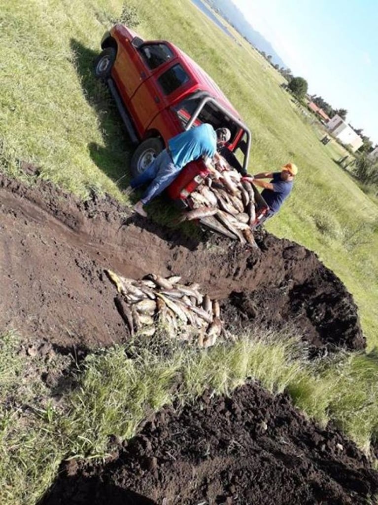 Mortandad de peces en Los Molinos: sepultaron decenas de carpas