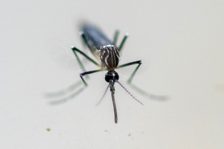 Mosquito Aedes aegypti