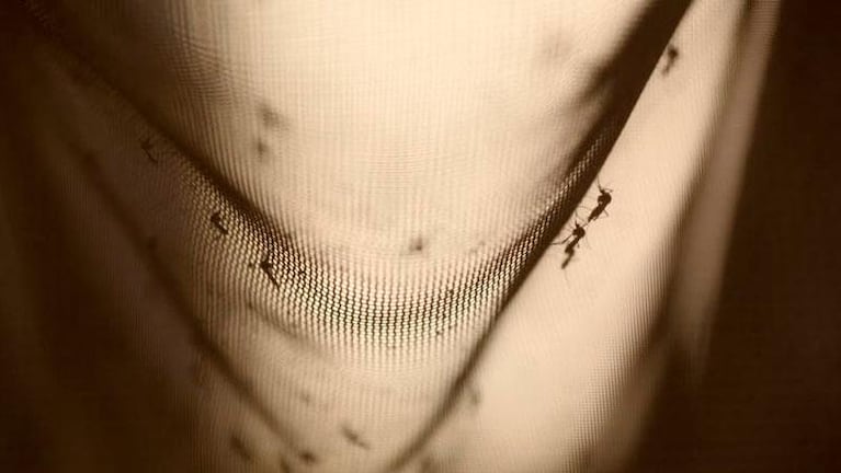 Mosquito Aedes aegypti: a quiénes pica más, cuándo y qué lo atrae