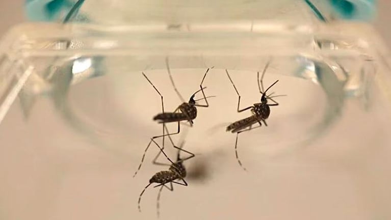 Mosquito Aedes aegypti: a quiénes pica más, cuándo y qué lo atrae