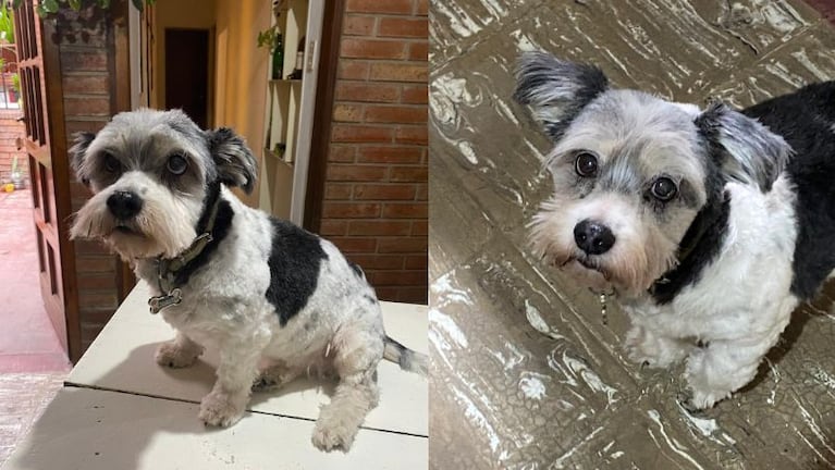 Motochoros le robaron su perrita cerca de  la zona de Ruta 20.