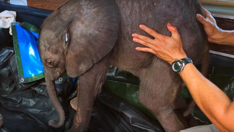 Moyo, el elefante bebé que fue adoptado como mascota