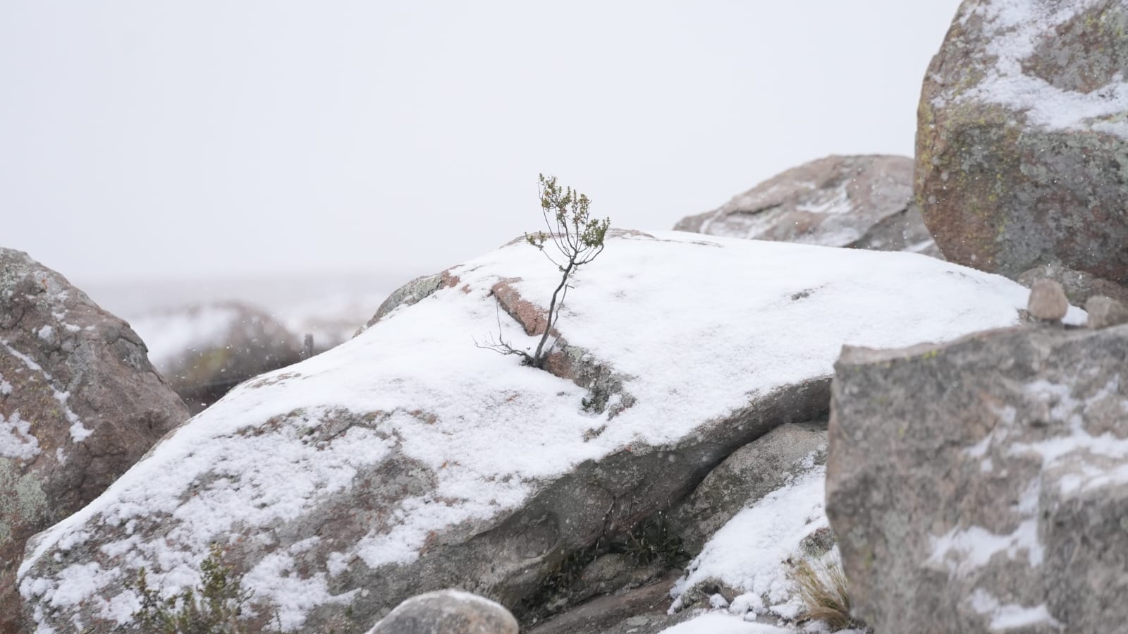 Muchos aprovecharon para pasear bajo la nieve en las Altas Cumbres.