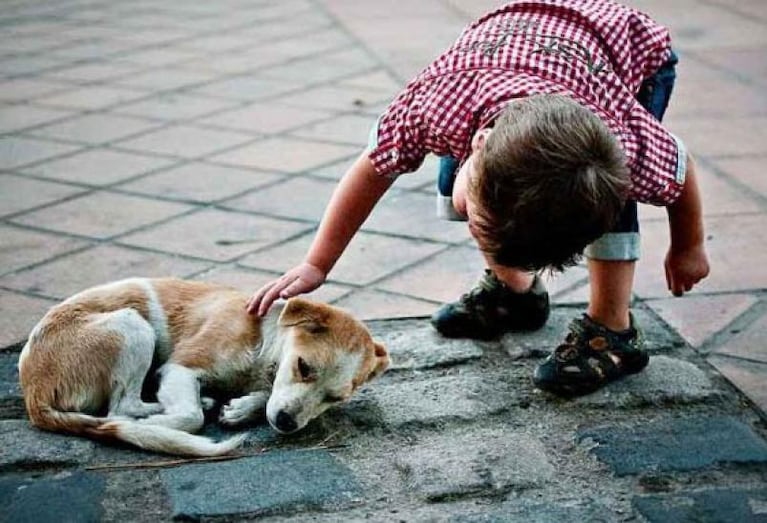 Multarán por abandonar, mantener o alimentar perros en la calle en Las Varillas