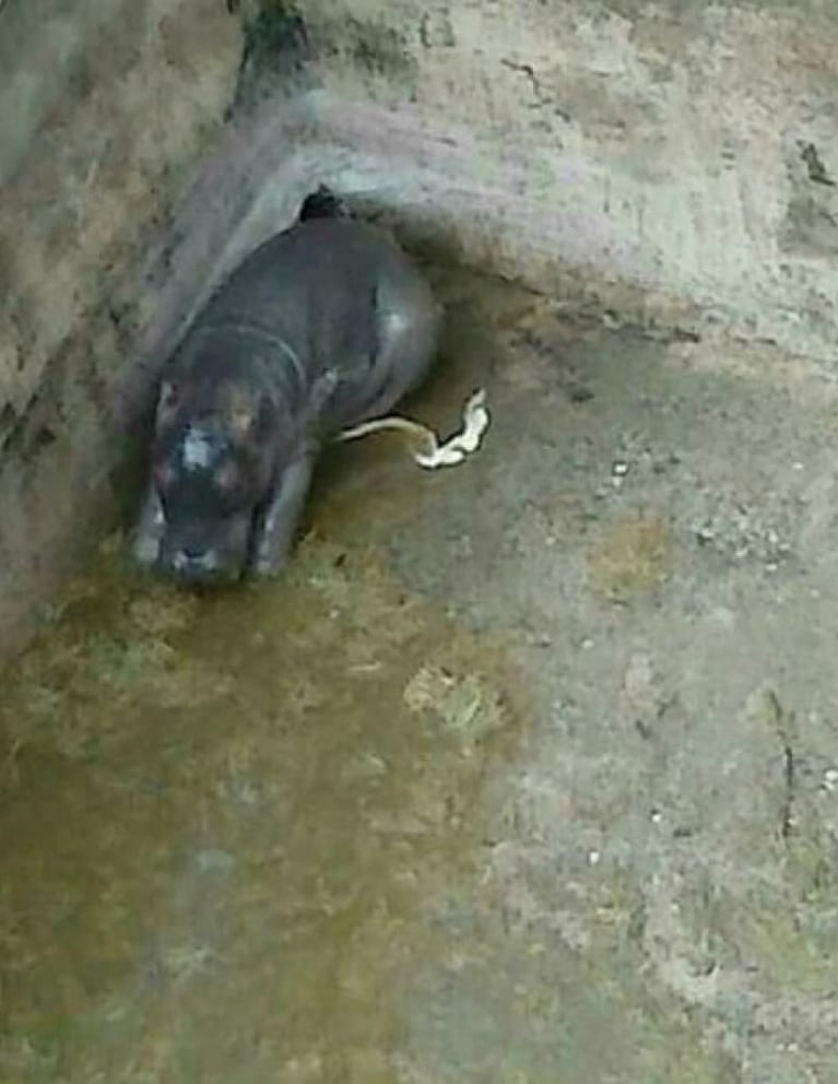 Murieron un camello y un hipopótamo bebé en el Zoo: tras la denuncia, la aclaración de la Municipalidad