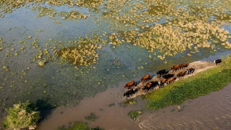 Murió ahogado un productor agropecuario de 70 años mientras arreaba ganado por la creciente en Santa Fe
