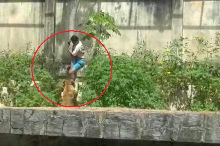 Murió atacado por una leona.