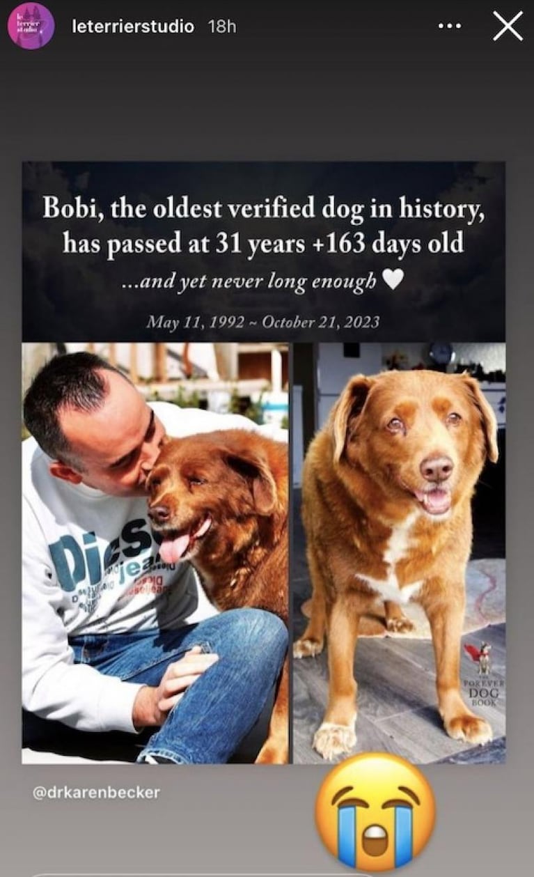 Murió Bobi, el perro más viejo del mundo, a los 31 años