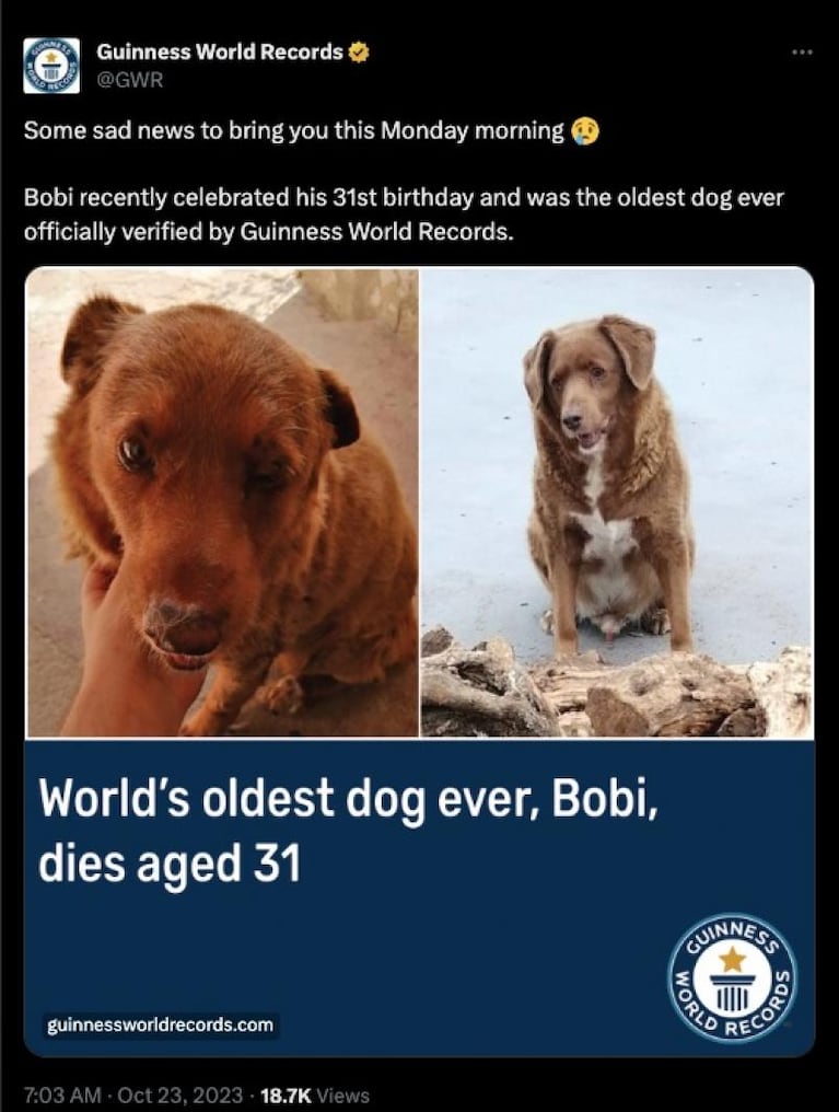 Murió Bobi, el perro más viejo del mundo, a los 31 años