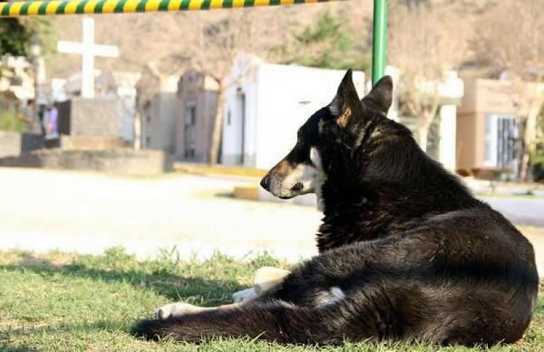 Murió Capitán, el perro que vivía en el cementerio junto a su dueño