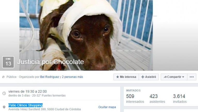 Murió Chocolate, el perro que despellejaron vivo