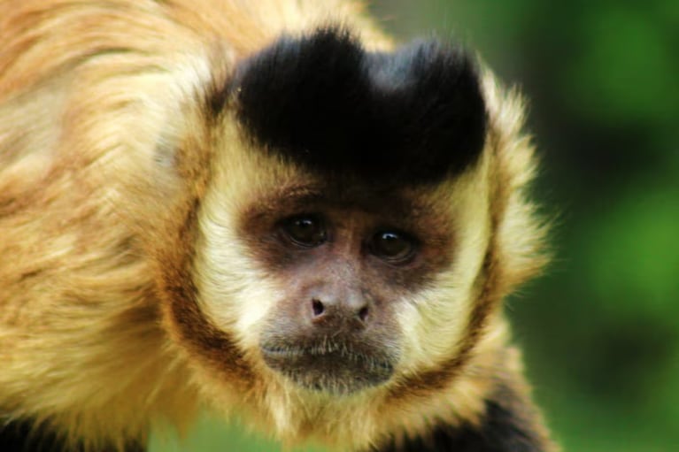 Murió el animal nacido en la reserva de La Cumbre.