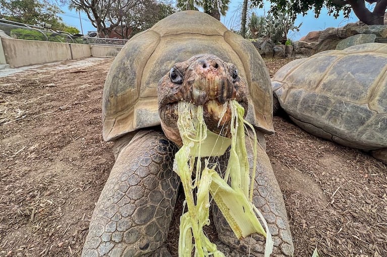Murió Gramma, la colosal tortuga de 141 años que vio dos guerras mundiales y se volvió un ícono
