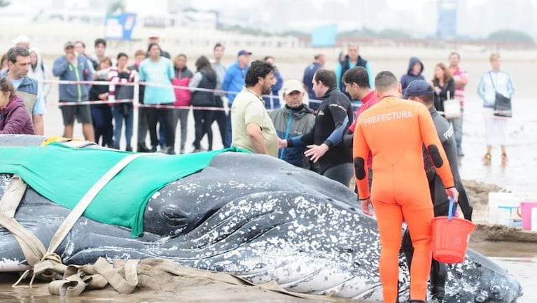 Murió la ballena encallada en Punta Mogotes