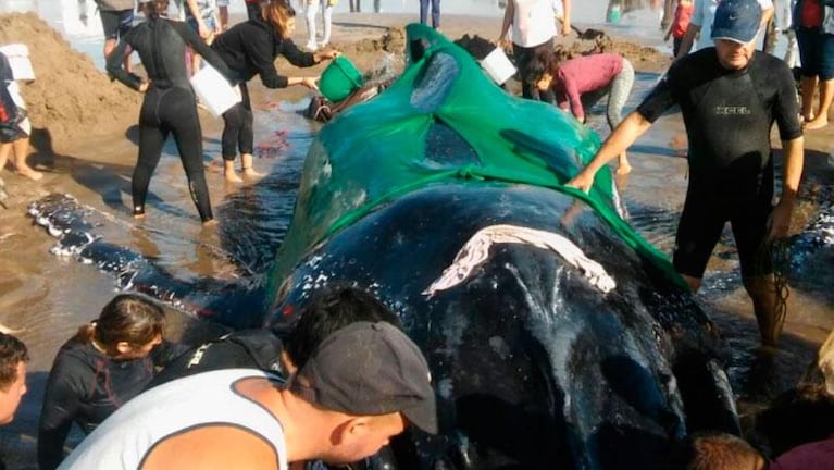 Murió la ballena encallada en Punta Mogotes