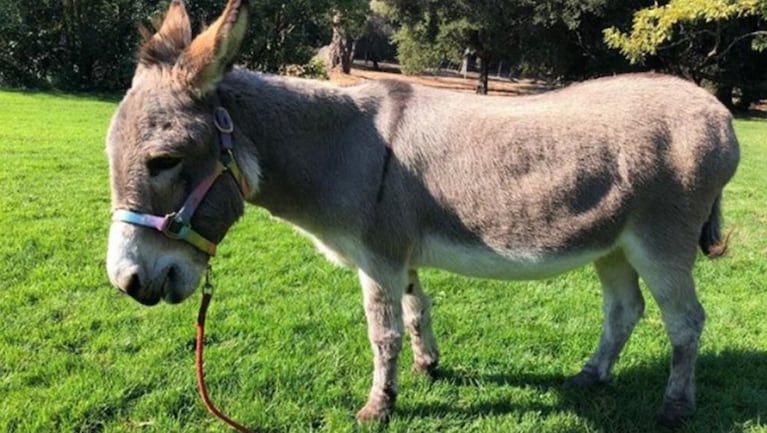 Murió Perry, el burro que inspiró al mejor amigo de Shrek